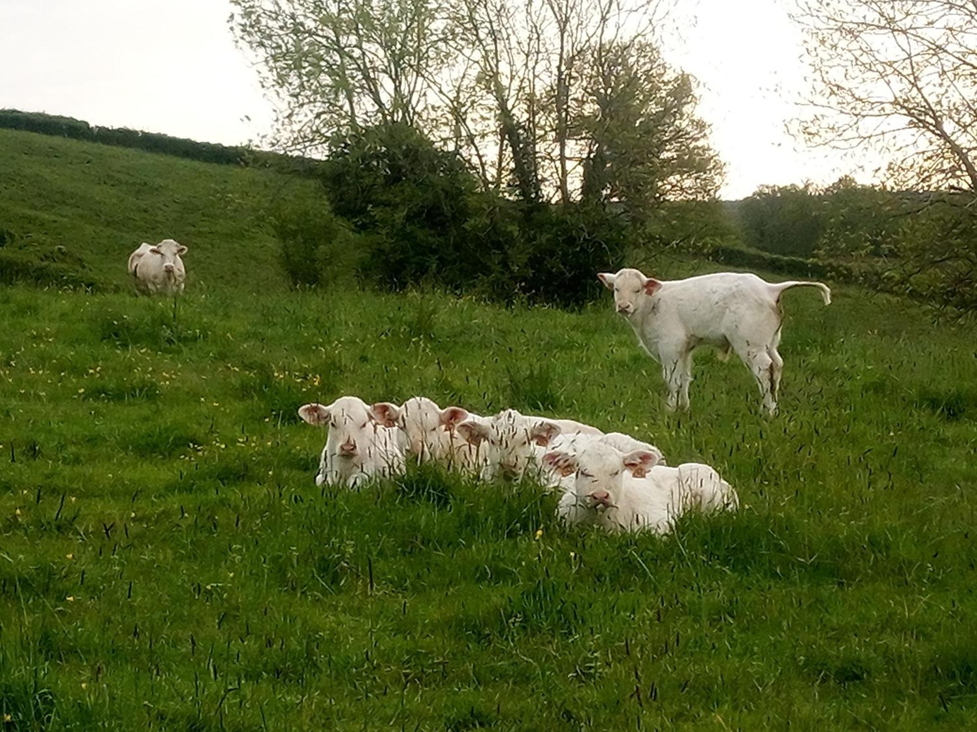 Gite A La Ferme Le Rousset Extérieur photo